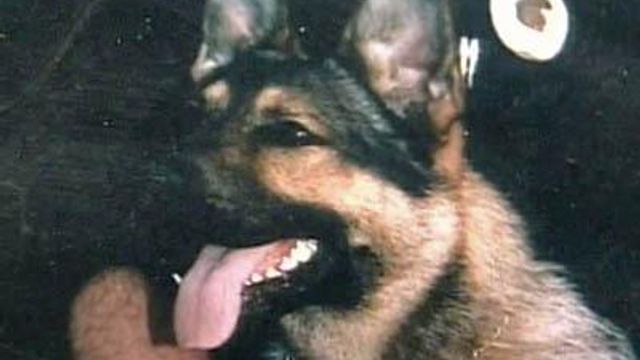 K-9 Officer's Death Leads to New Law