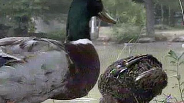 Neighbors Divided on Desirability of Ducks, Geese