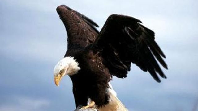 Jordan Lake Home to Once-Endangered Bald Eagles