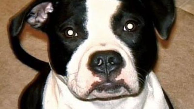 Pets Missing After Fourth of July Fireworks