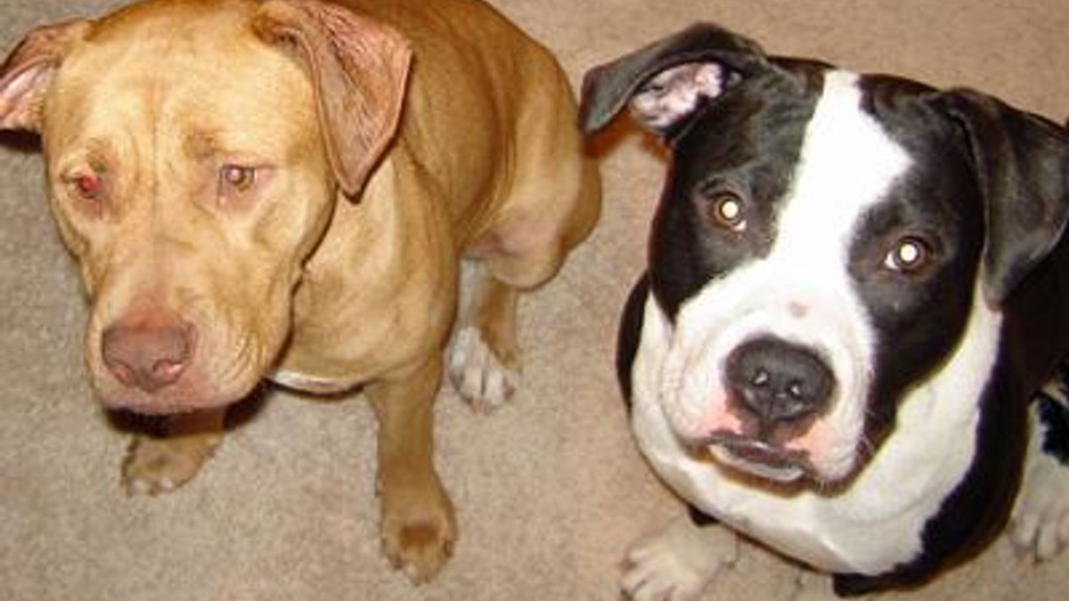 Pets Missing After Fourth of July Fireworks