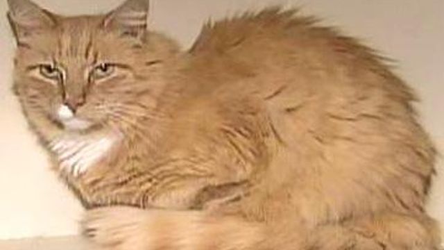 Microchip, Strangers Reunite Lost Cat, Owner