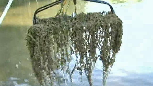 Homeowners Fight Dreaded Aquatic Weed