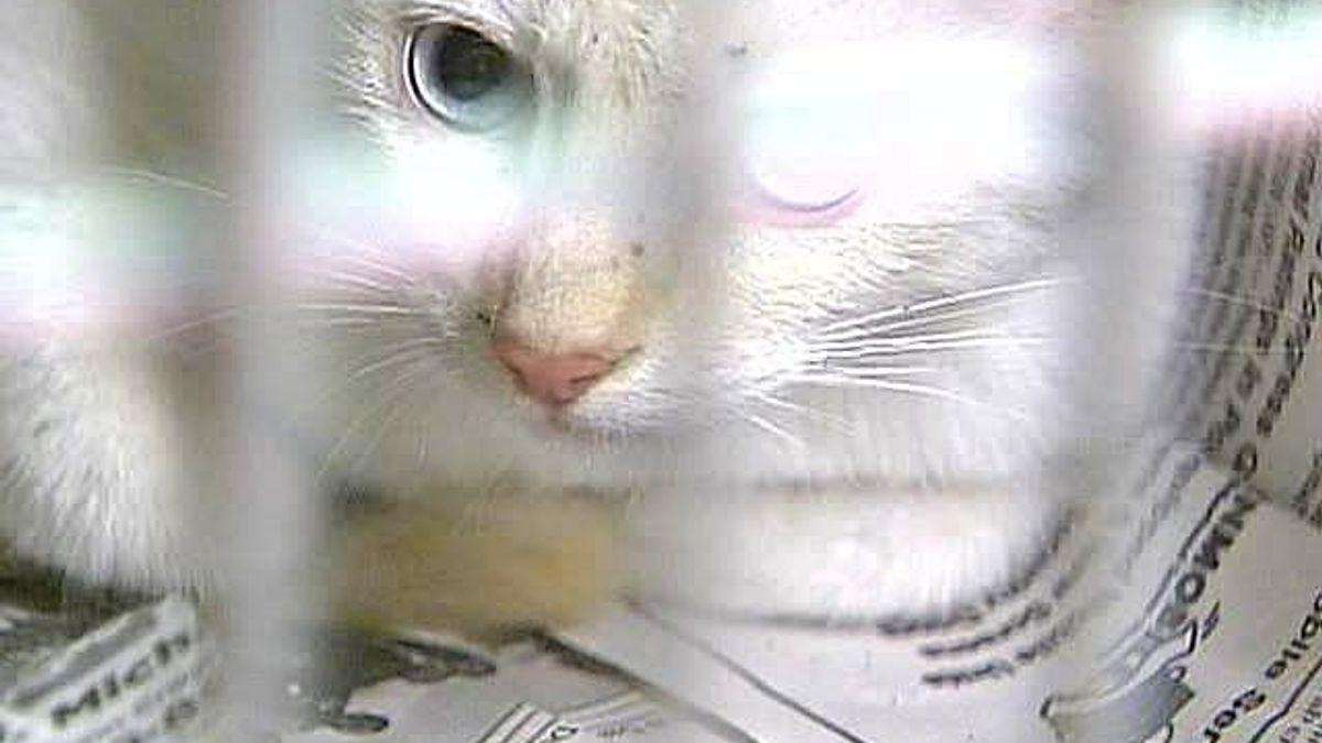 Inspectors Check Conditions at N.C. Animal Shelters
