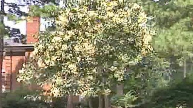Rare Chinese Tree Blooms in Raleigh