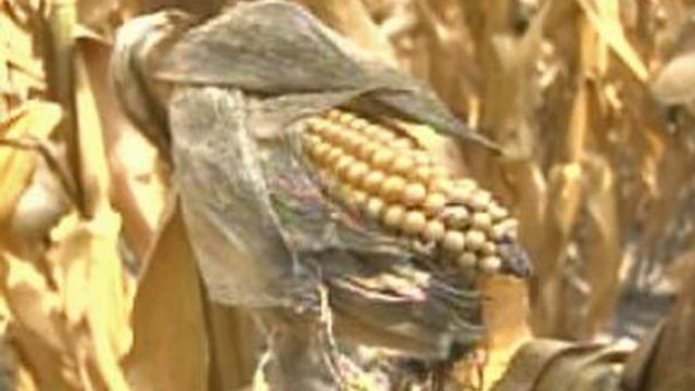 Crop Yields Burned by Drought, Heat