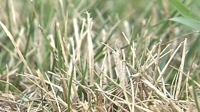 Lawns Take a Beating in Dry, Hot Weather