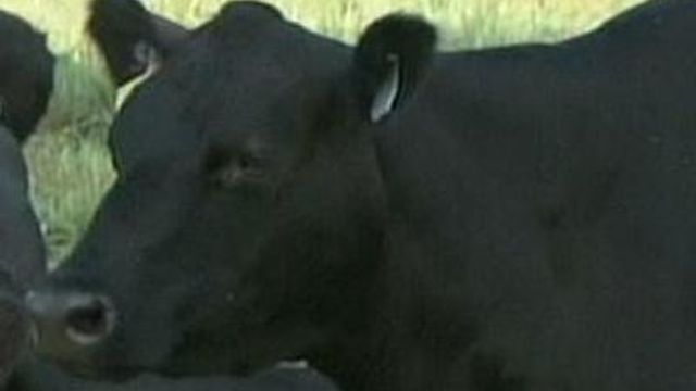 Cattle Farmers Facing 'Hay Emergency' 