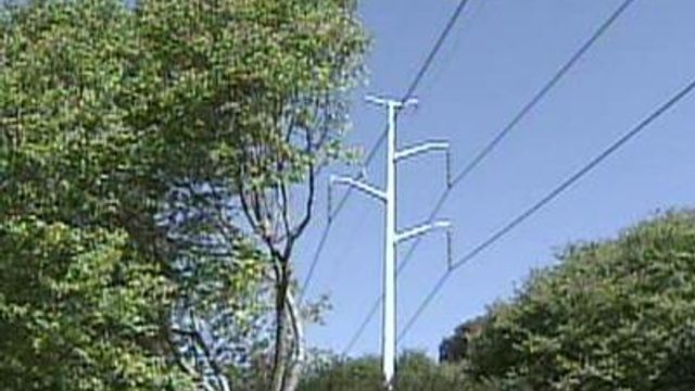 Trees Near Raleigh Power Lines Facing the Ax