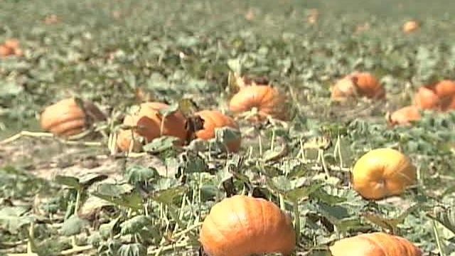 Heat Wave Could Hurt Pumpkin Farmers