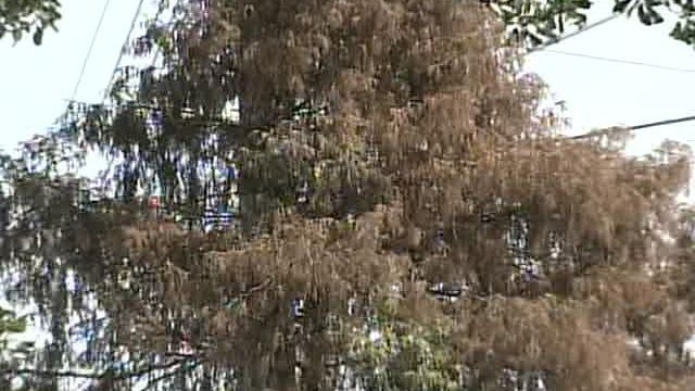 Drought Causing Distress for Trees