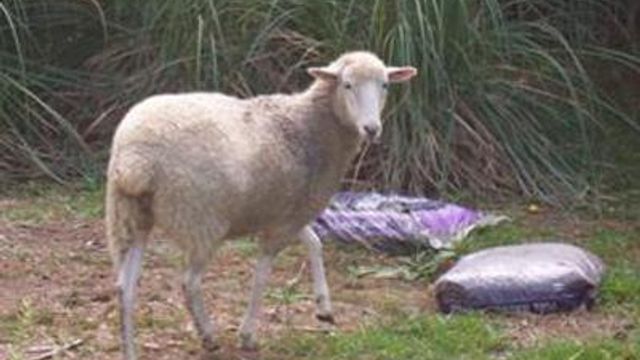 Sheep Thief Remains on Lam After Animal Located