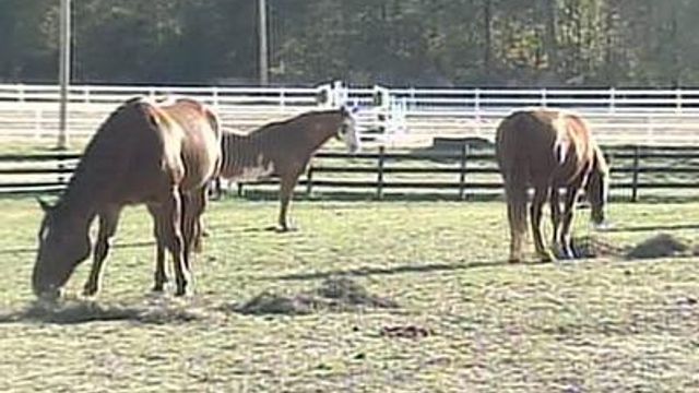 Drought Making It Harder, More Expensive to Care for Horses