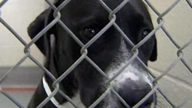 Ag Board Approves New Rules for Animal Euthanasia