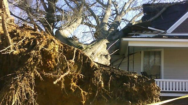 Storm Leaves Downed Trees, Damage