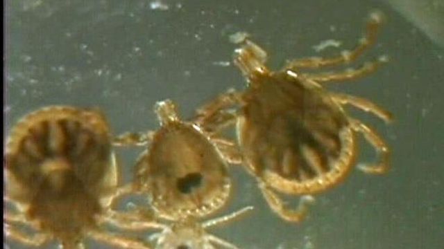 Ticks May Pose Danger 