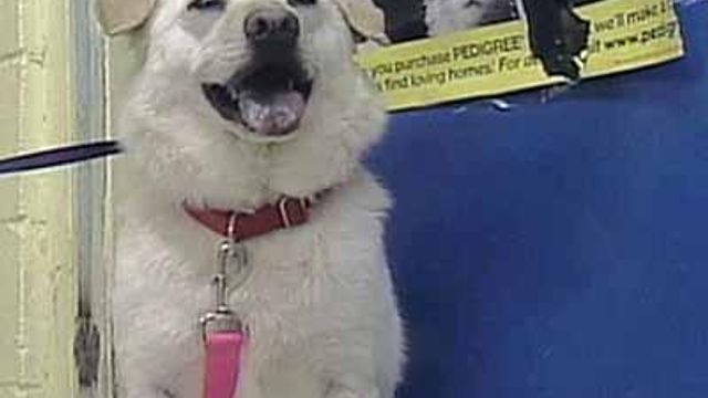 Hurricane Katrina Family Reunites with Lost Dog