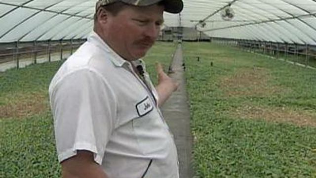 Lee County Farmer Victim of Crop Sabotage