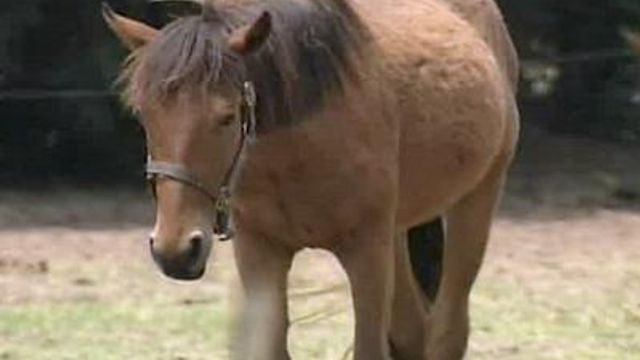 Treatment of horses called into question on Harnett County farm