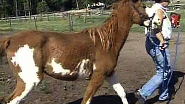 28 animals seized from Moore County farm