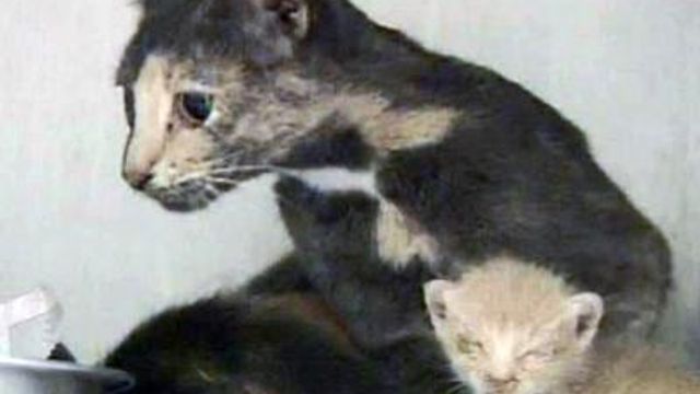 Dozens of cats confiscated from Wilson County home