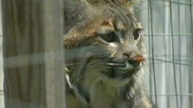 Red tape forcing man to give up pet bobcat