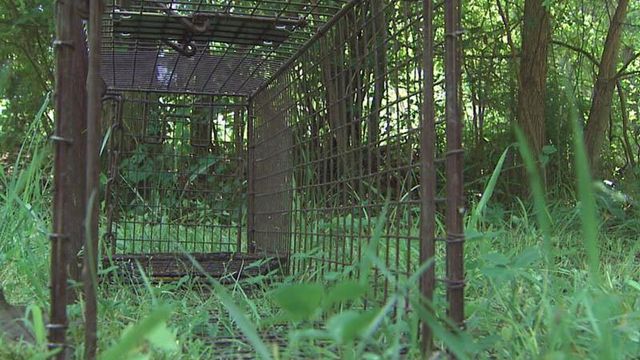 Holly Springs lays traps for rabid animals