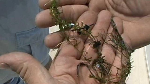 Residents could pay more to fight weeds on Lake Gaston