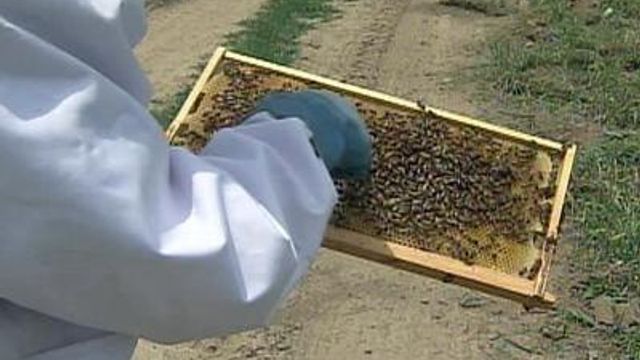 Rented bees are all the buzz on produce farms