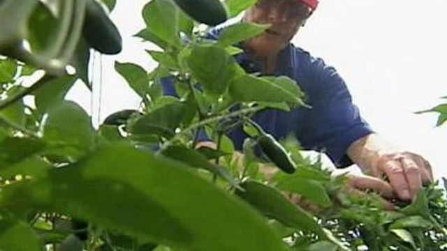 Ag commissioner: N.C. peppers are safe