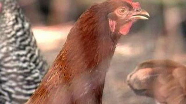 Durham residents fight for right to raise chickens