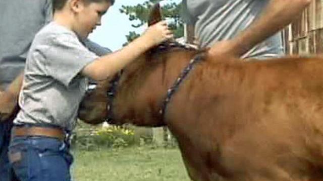 Kid-cow bond teaches about agriculture