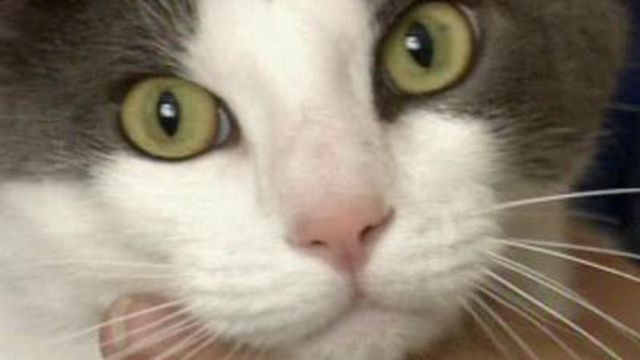 Cat poisoner sought in Pinehurst
