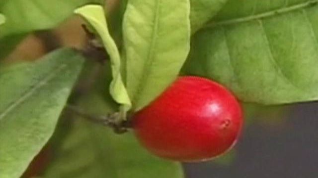 Sweet 'Miracle Berry' makes healthy food tasty