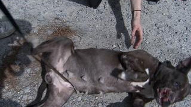 Injured pit-bull mix used in dog fighting, abandoned