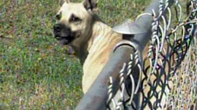 Fayetteville dog owner could face cruelty charges