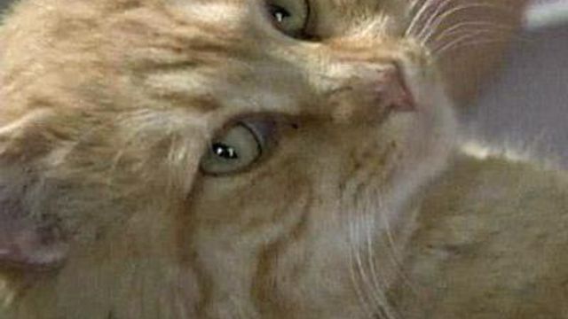 Cat reunited with family for the holidays