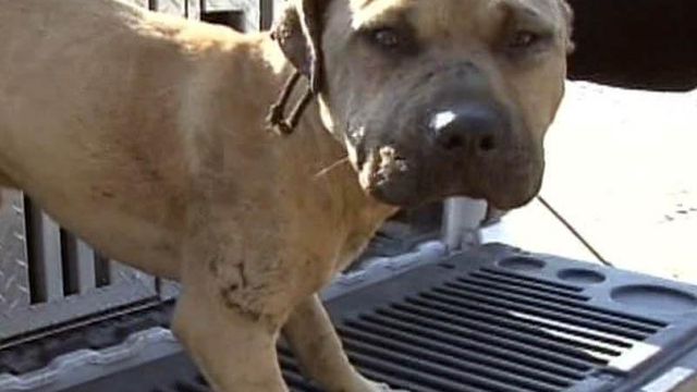 Dog-fighting ring busted in Halifax County