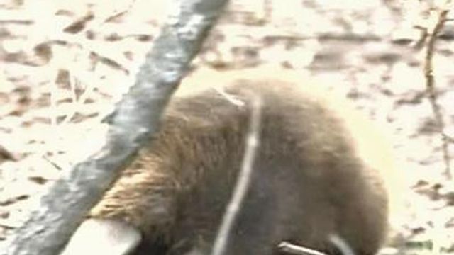 Beaver dilemma pits residents against homeowners association