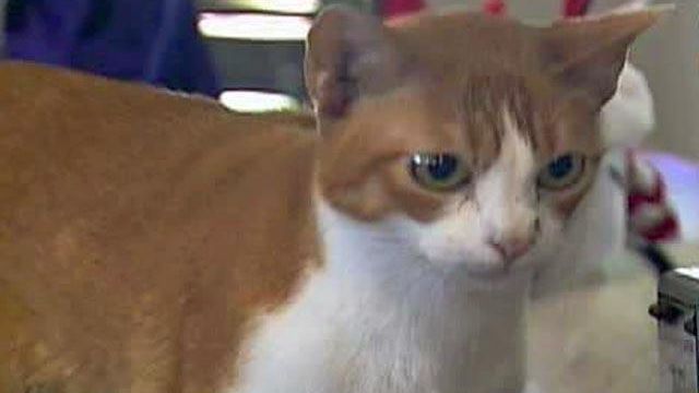 World's best pet cat shown in hometown of Raleigh