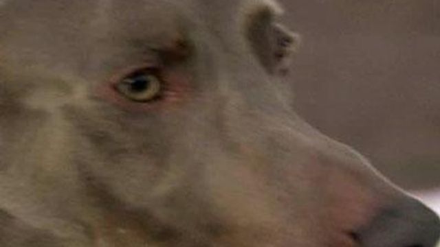 Cancer-stricken dog gets transplant at NCSU