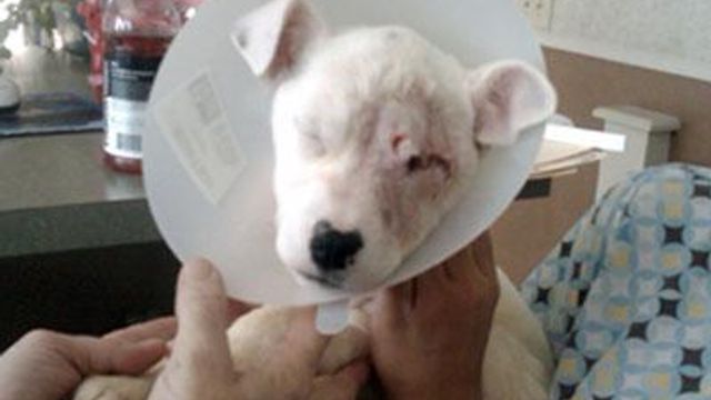 Puppy survives shooting