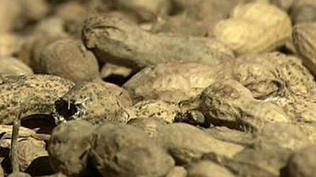 Peanut farmers seeing effects of salmonella scare