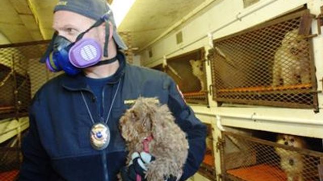 Dogs seized from Goldsboro puppy mill