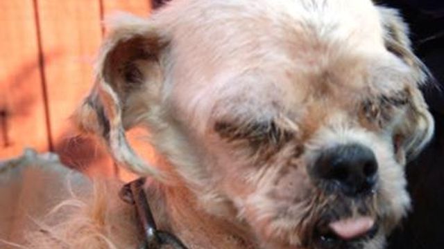 Second suspected puppy mill investigated