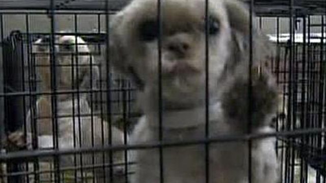 Animal activists want stronger pet laws