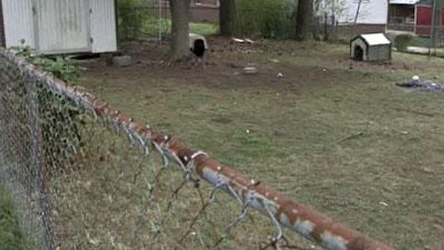 Pit bulls escape from fence, attack boy