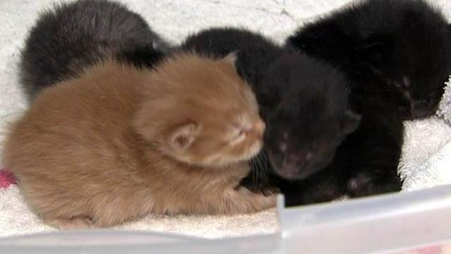 Stray cat becomes surrogate mother