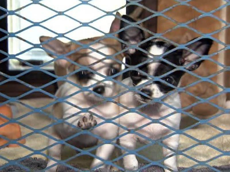 Wilson county animal store shelter