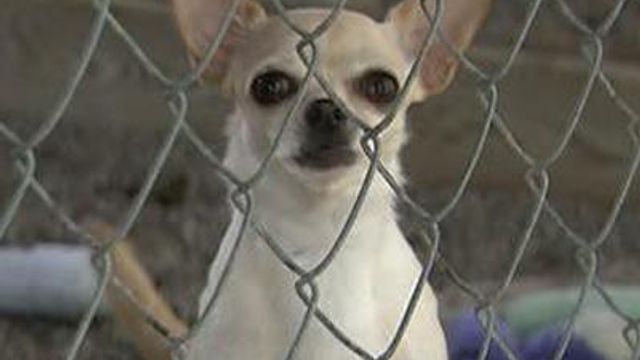 'Puppy mill' bill resurfaces in House